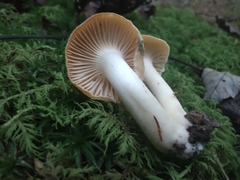 Cuphophyllus pratensis