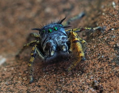 Phidippus mystaceus