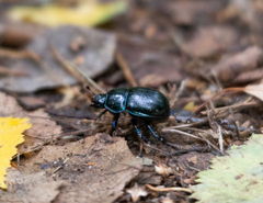 Anoplotrupes stercorosus