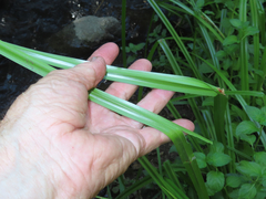 Scirpus microcarpus