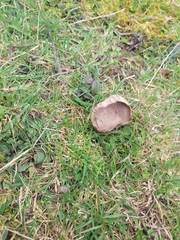Calvatia lilacina