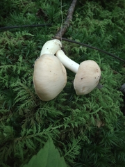 Cuphophyllus pratensis