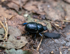Anoplotrupes stercorosus