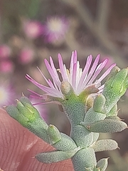 Mesembryanthemum junceum