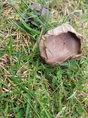 Calvatia lilacina
