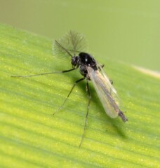Chironomidae