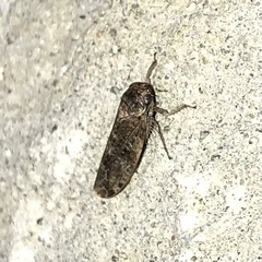 Allygidius atomarius