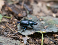 Anoplotrupes stercorosus