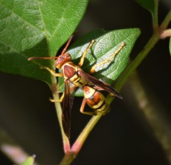 Polistes dorsalis neotropicus