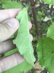 Helianthus silphioides