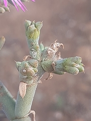 Mesembryanthemum junceum