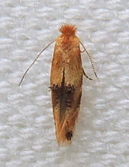 Bucculatrix coronatella