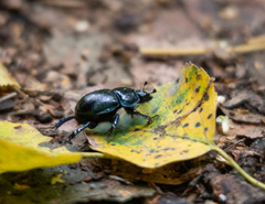 Anoplotrupes stercorosus