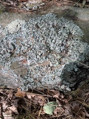 Myelochroa aurulenta