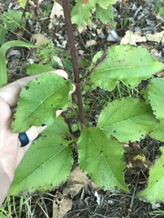 Helianthus silphioides
