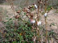 Xeropicta derbentina
