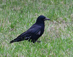 Corvus frugilegus