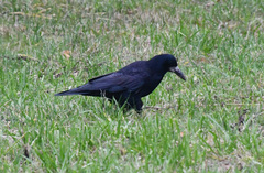 Corvus frugilegus