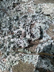 Myelochroa aurulenta