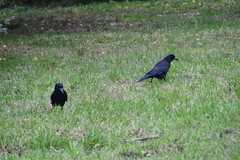 Corvus frugilegus