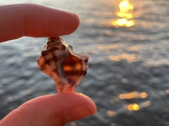 Muricidae