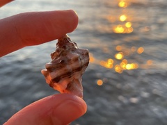 Muricidae