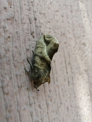 Lepidoptera