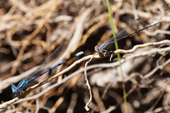 Argia tarascana