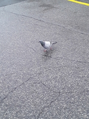 Columba livia domestica
