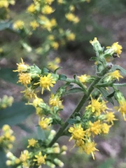 Solidago hispida