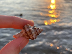 Muricidae