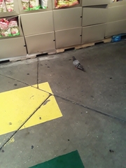 Columba livia domestica