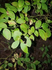 Vaccinium pallidum