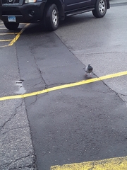 Columba livia domestica