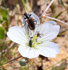 Neoeutrapela