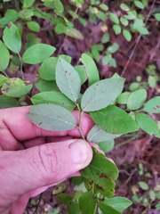 Vaccinium pallidum