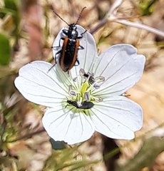 Neoeutrapela