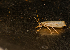 Agriphila ruricolellus