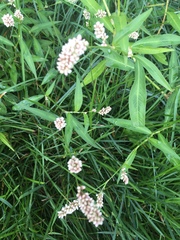 Persicaria maculosa