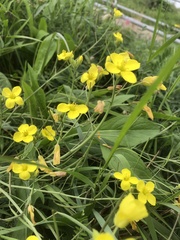 Diplotaxis tenuifolia
