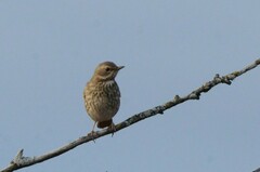 Turdus atrogularis