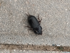 Harpalus rufipes