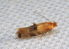 Bucculatrix coronatella