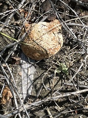 Pycnoporellus alboluteus