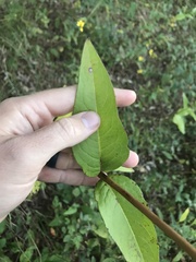 Silphium asteriscus latifolium