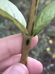 Silphium asteriscus latifolium