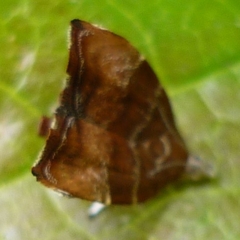 Choreutis nemorana