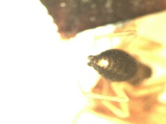 Agyneta simplicitarsis