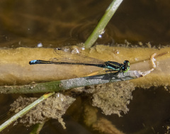 Ischnura denticollis