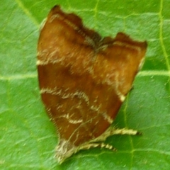 Choreutis nemorana
